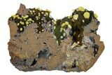 Vanadinite Crystals on Botryoidal Goethite - Mibladen, Morocco #133884-1